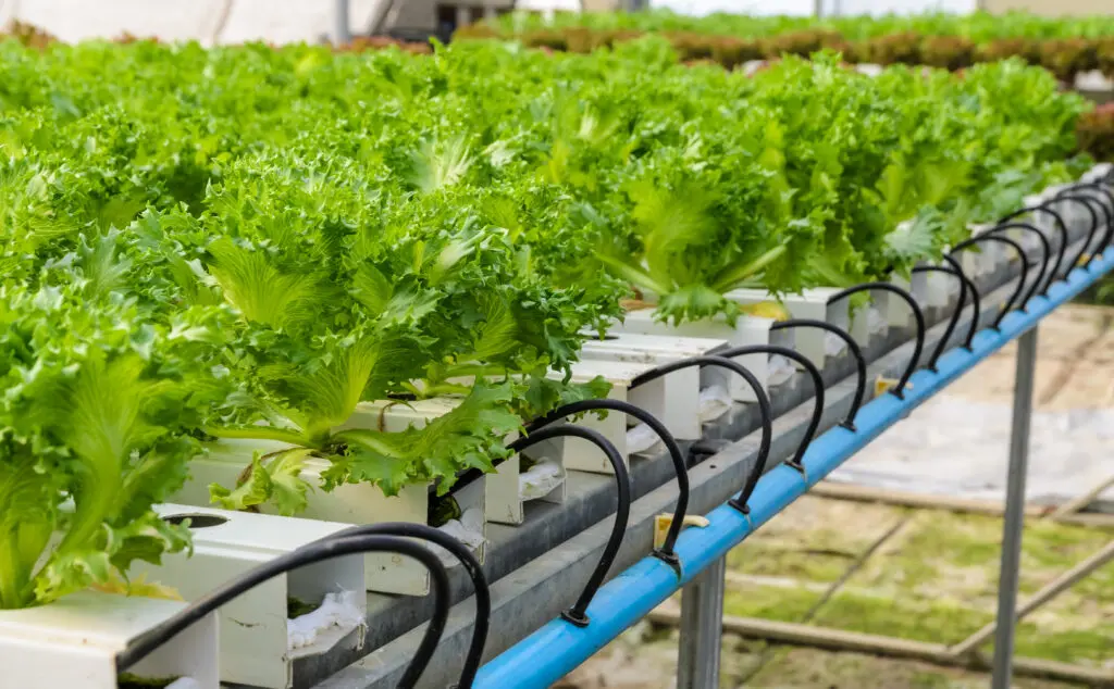 pH and conductivity in Hydroponics farming